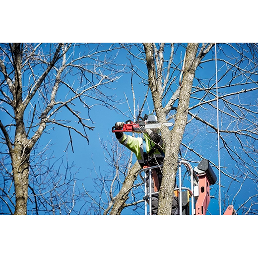 Poda ramas motosierra Milwaukee 2727-20 jardinería mantenimiento verde espacios exteriores